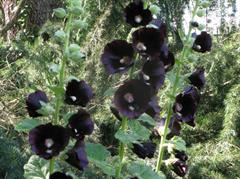 گل ختمی برّی